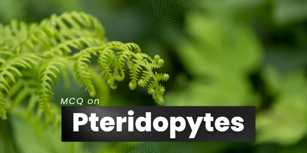 50 MCQ On Pteridophytes With Answers