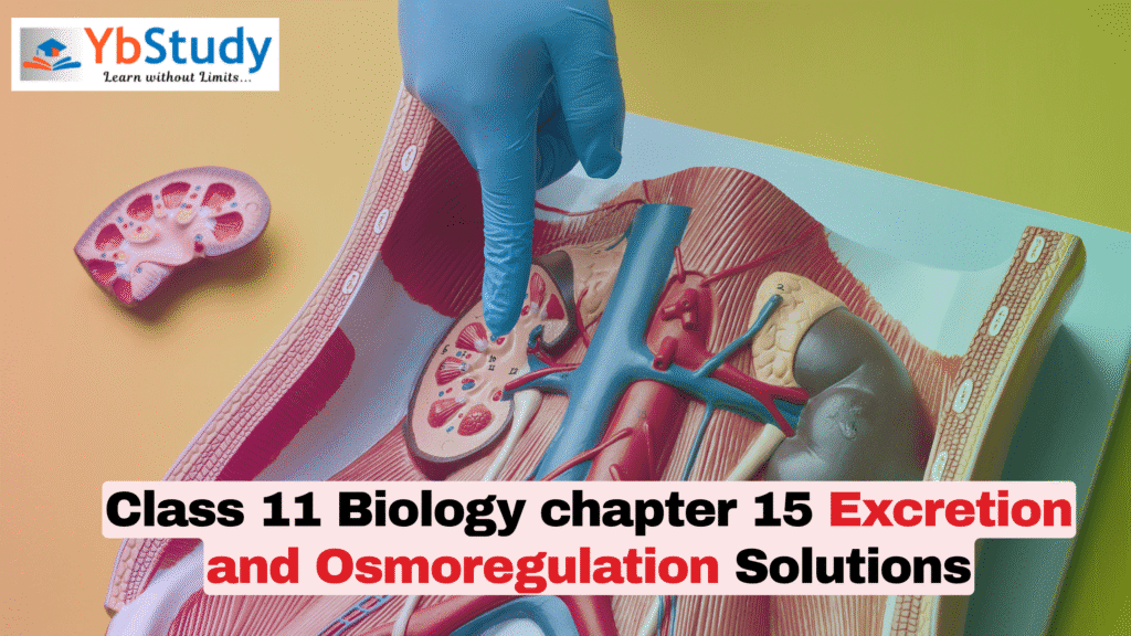 Class 11 Biology chapter 15 Excretion and Osmoregulation Solutions