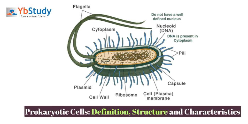 What is Prokaryotic Cell Diagram : Structure Functions, Feature