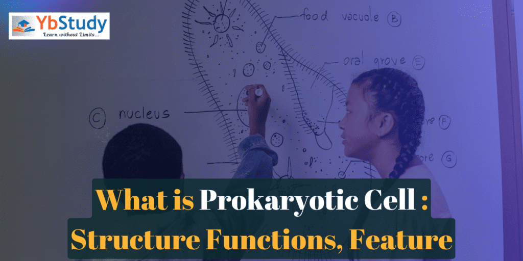 What is Prokaryotic Cell : Structure Functions, Feature
