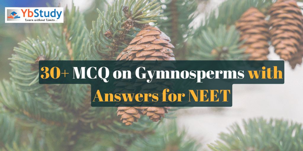 30+ MCQ on Gymnosperms with Answers for NEET