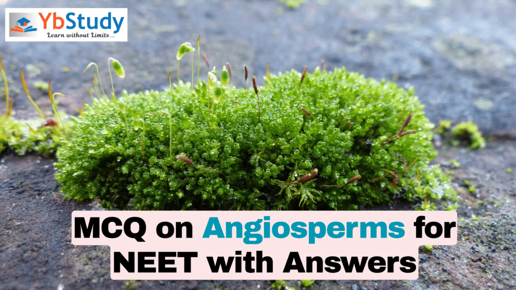 MCQ on Angiosperms for NEET with Answers