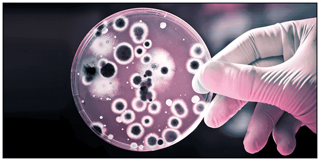 Uses of Microorganisms - Food, Research, Environment