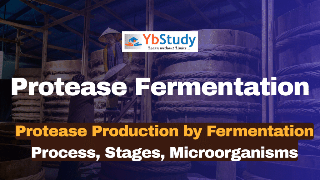 Protease Production by Fermentation Process, Stages, Microorganisms