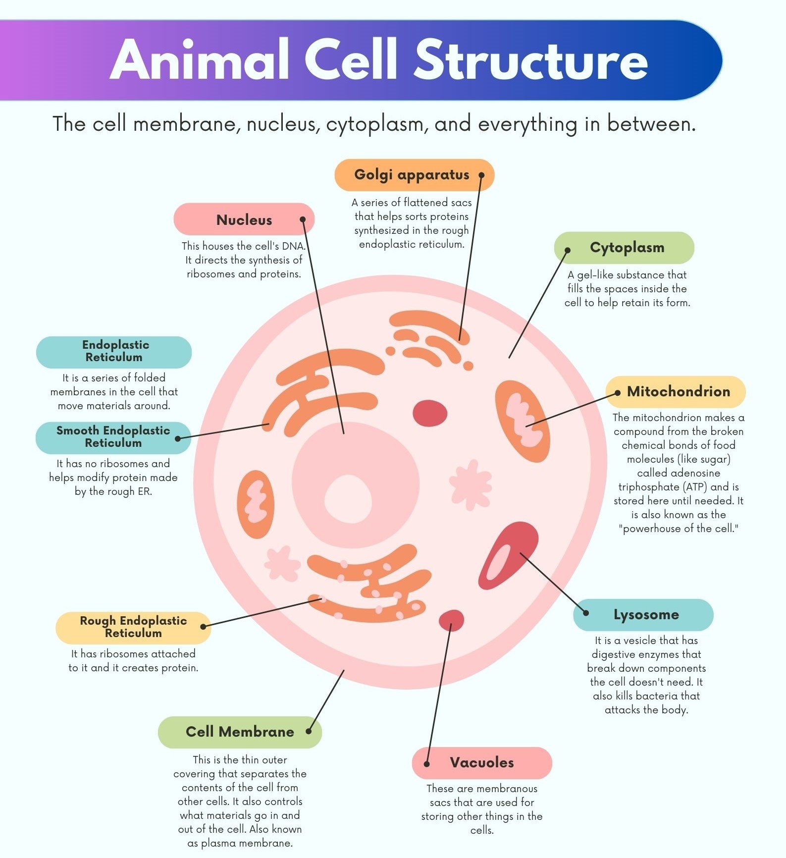 Animal Cell Diagram: Structure, function, types and Definition