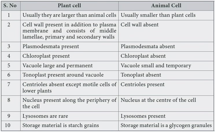 10+ Simple Difference Between Animal Cell and Plant Cell