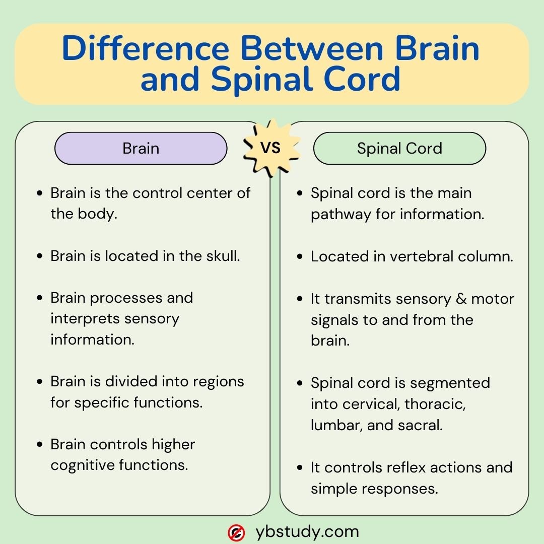 5 Key Difference Between Brain and Spinal Cord PDF Free